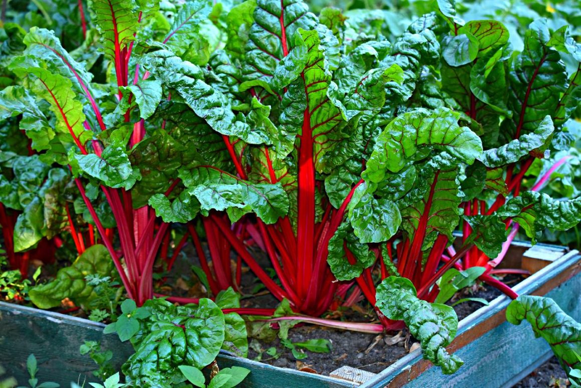 10 Best Substitutes for Swiss Chard - Substitute Cooking