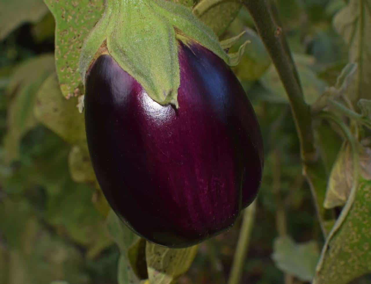 indian_Eggplant