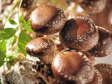 Shiitake Mushroom