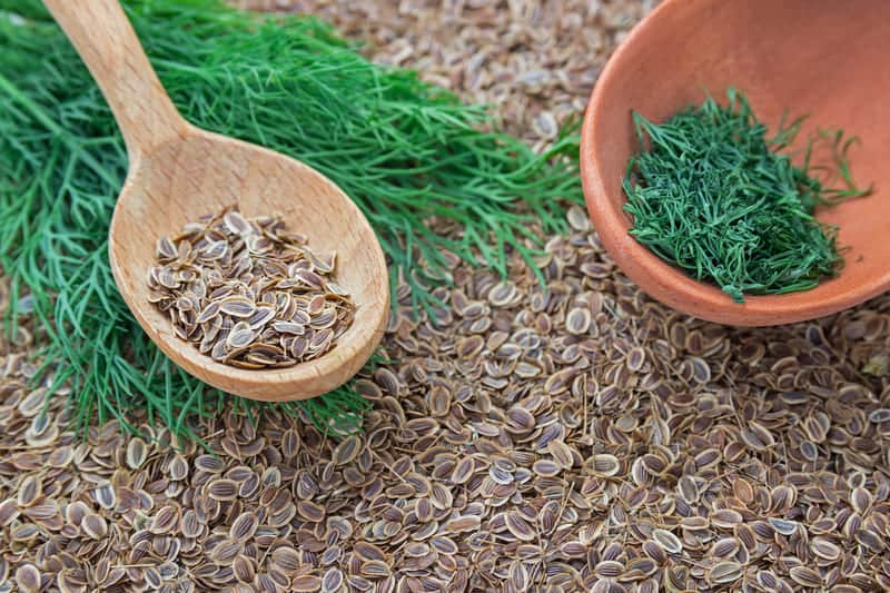 Dried dill weed vs dill seed