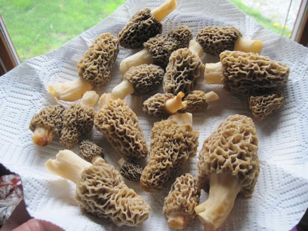 Morels mushrooms