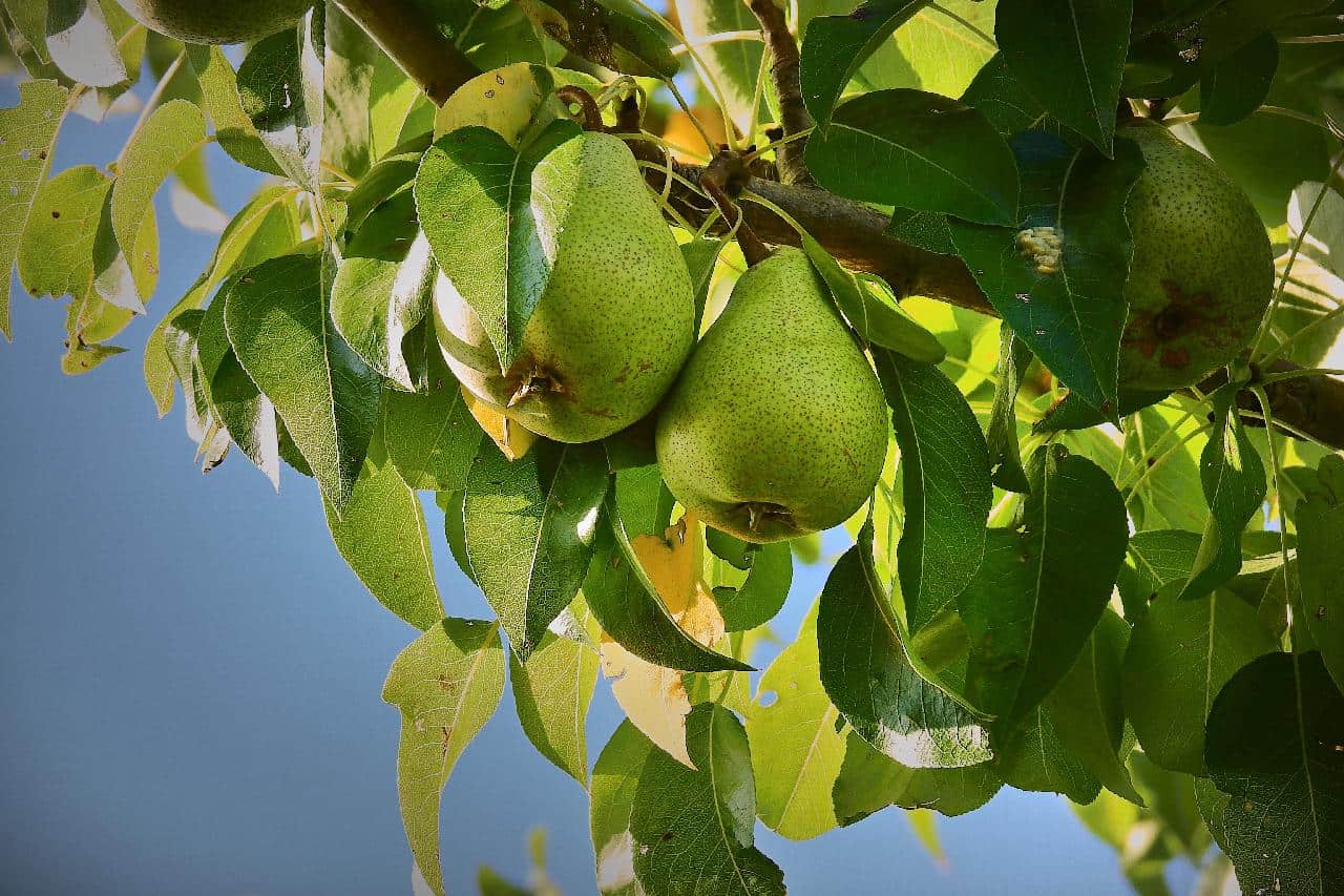 Anjou pears